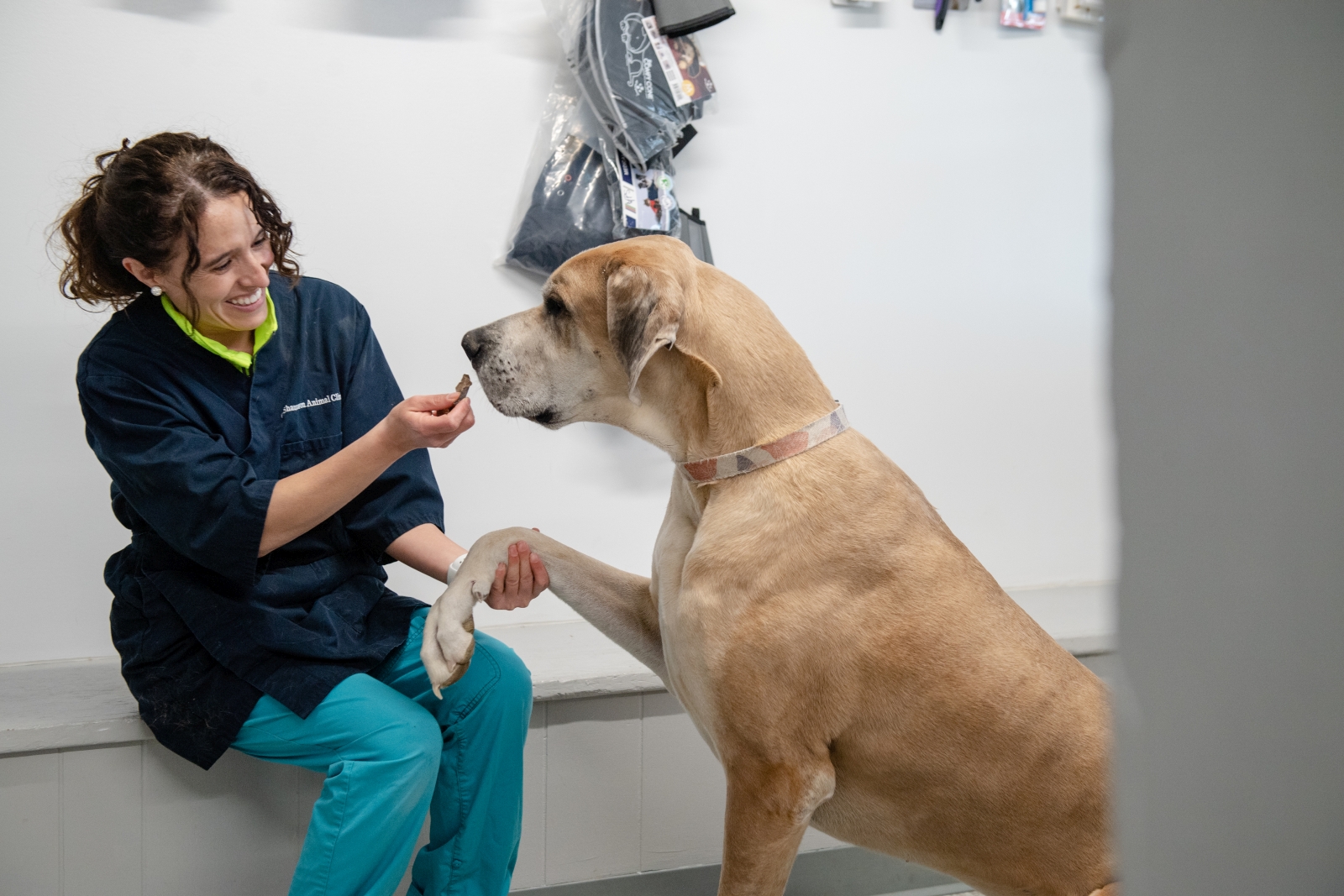 Wellness and Vaccinations